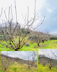 Finca rústica en N/a. Finca en produccion de cerezos 14.500m2 - pvp 92.000 €