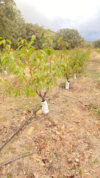 Foto 44791150-c322-4aa1-8681-3e2d278722ed. Finca rústica a Gargüera