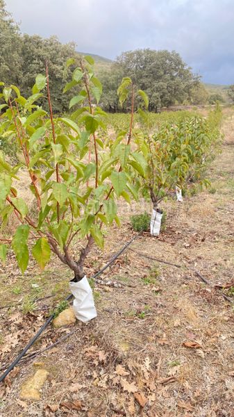 Foto 84831dcc-9eaf-4d81-8cab-a77e4f764d78. Finca rústica a Gargüera
