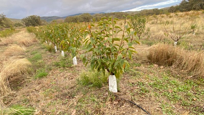 Foto 96ad748c-aa4d-4163-859d-70c5a5c5bfac. Finca rústica a Gargüera