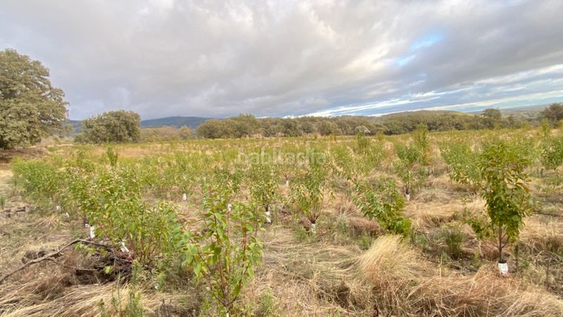 Foto 9b6619ca-076d-481e-b5ec-5d4aeb7fc863. Finca rústica a Gargüera