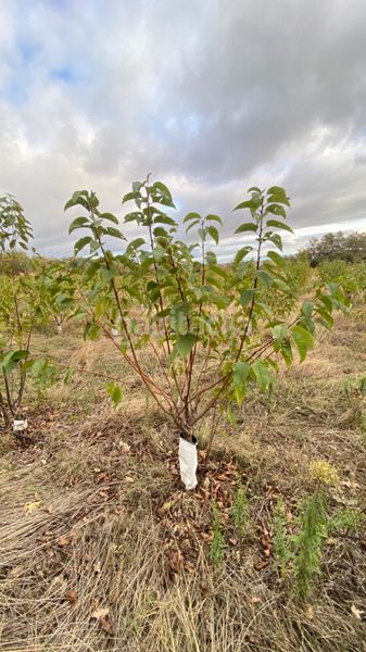 Foto c869aaf3-fa27-4771-bb67-cf9e78f211af. Finca rústica a Gargüera