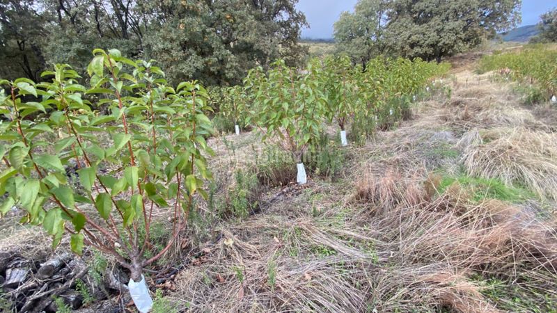 Foto c9b50998-8465-427a-97ab-575273bb84f6. Finca rústica a Gargüera