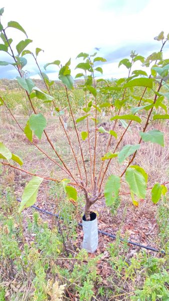 Foto e171e2a5-bcfe-4dc0-a40f-a084c2b88c30. Finca rústica a Gargüera