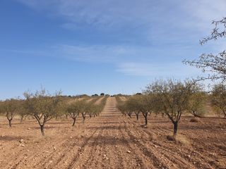 Finca r�stica en Calle ancha 10. Venta finca almendros en t.m. gor granada