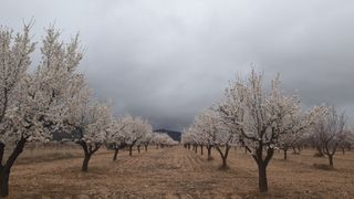 Finca r�stica en N/a. Venta de finca de almendros t-m- gor -granada