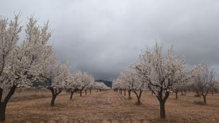 Fondo rustico in N/a. Venta de finca de almendros t-m- gor -granada