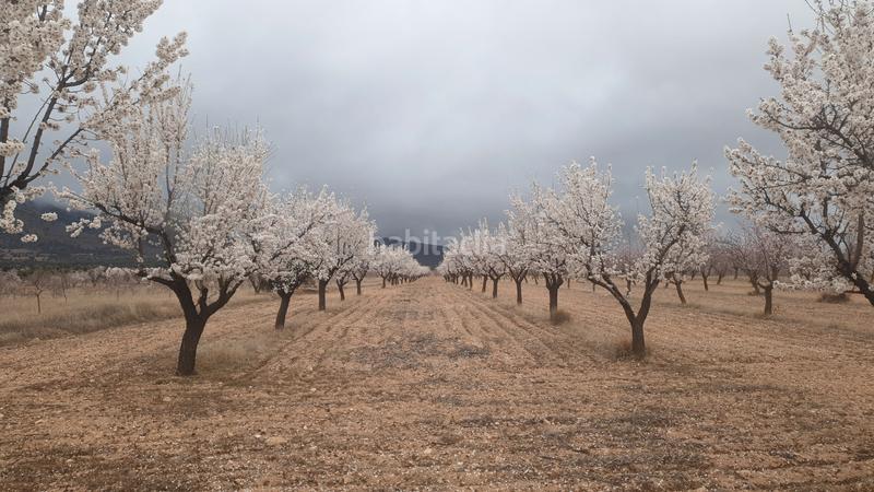 Foto f8d25329-31ef-43f7-a1cb-8cd2c0d3eabf. Fondo rustico in n/a in Guadix
