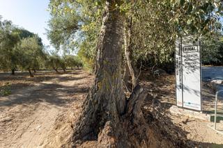 Finca rústica  Calle rio bermejo. Magnífica parcela con olivos en producción