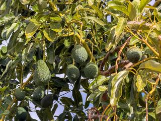 Masia a Calle diseminados, pol-8 par-359. Finca rústica de aguacates con contrucción de 37 m en los guájar