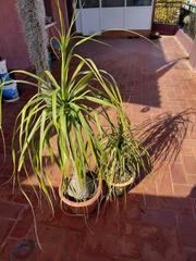 Ático en Sagnier-Plaça de Catalunya. Venta ático sin ascensor