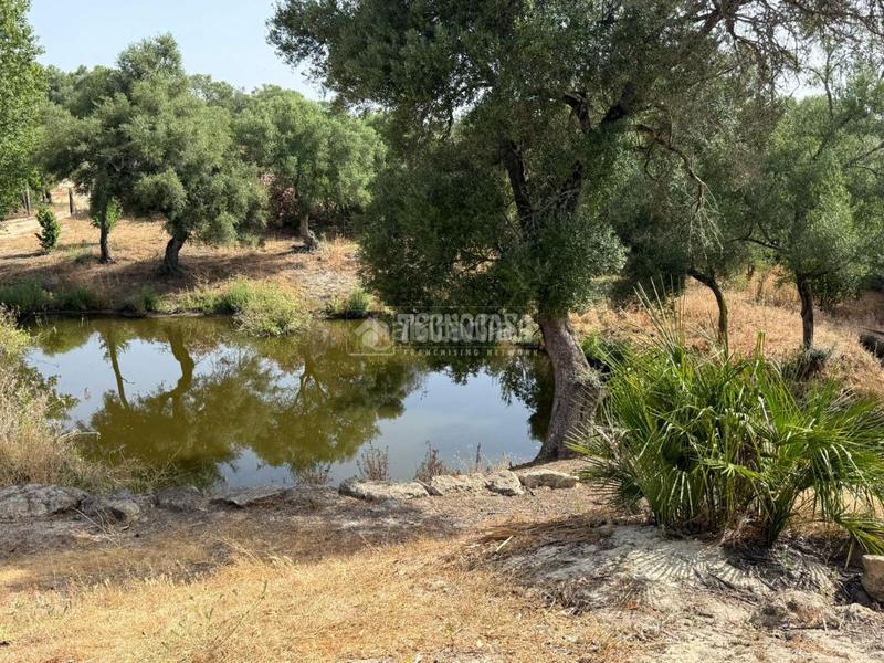 Foto ae941011-4fdc-42c9-a0bb-6ff072634bdb. Finca rústica terrenos en venta en medinasidonia en Medina - Sidonia