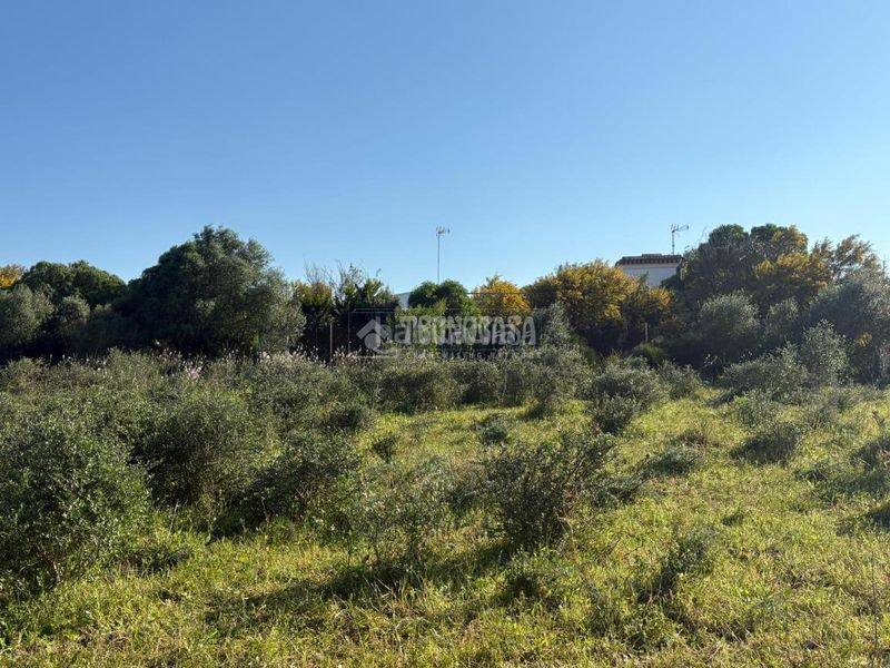 Foto 2399741e-d843-40a5-9046-adeabc0a945c. Finca rústica terrenos en venta en Barbate Barbate