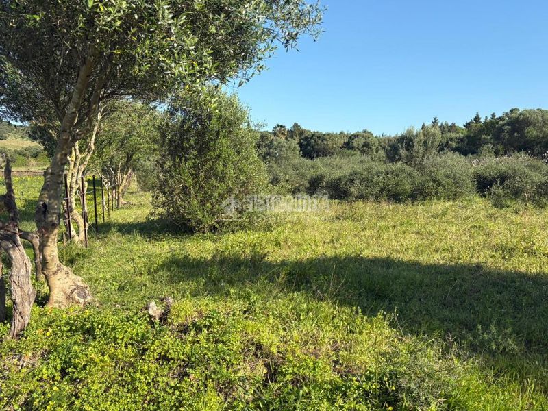 Foto aef10ddd-5d2c-4519-b1af-2ce1ce404ad9. Finca rústica terrenos en venta en Barbate Barbate