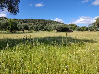 Propriété à Burguillos del Cerro. Parcela de olivar de 53.500 metros con pozo