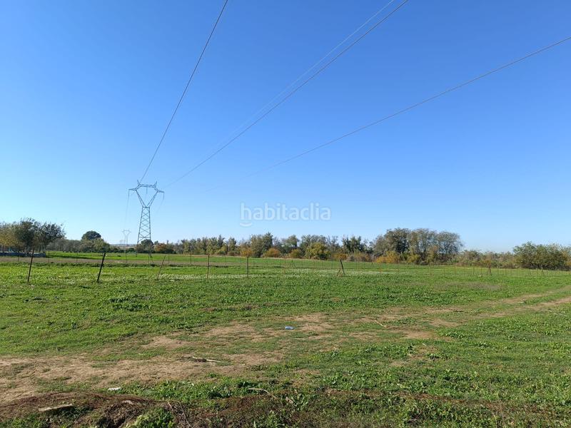 Foto bfe5b964-51bc-42e4-b39f-860ed9a08d7c. Rural plot in Algaba (La)