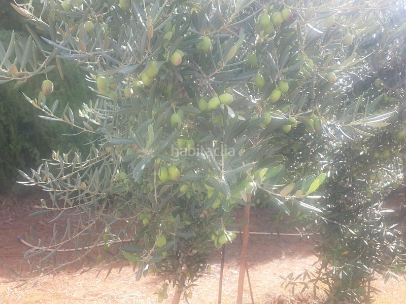 Foto 8e606681-3ae0-4e5f-b582-40655fc8202b. Chalet mit kamin parking pool in Onda