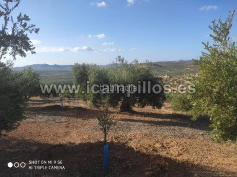 Foto 271b3462-a80c-4e48-a8d6-60e9f221c745. Finca rústica a Priego de Córdoba