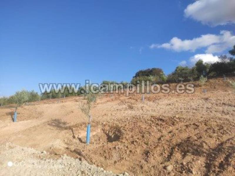 Foto 6c0374a6-7eff-44d8-a35f-c571beecedaf. Finca rústica a Priego de Córdoba