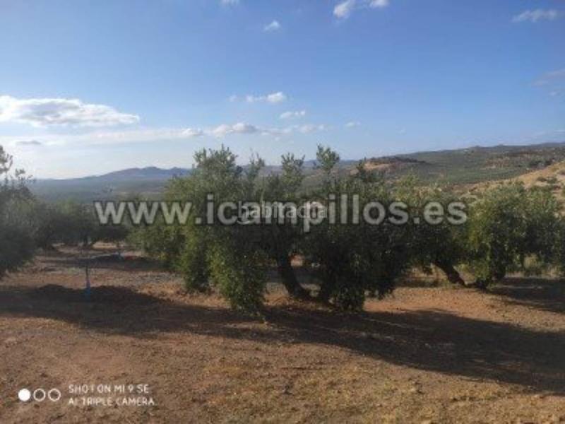 Foto 88ec4d4a-8768-466b-a4bc-efcef427d818. Finca rústica a Priego de Córdoba