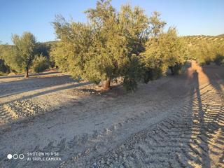 Propriété  Termino de baena. Finca de marteño 1 pie