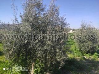 Propriété  Termino de baena. Olivar joven de 1 pie, dos fanegas