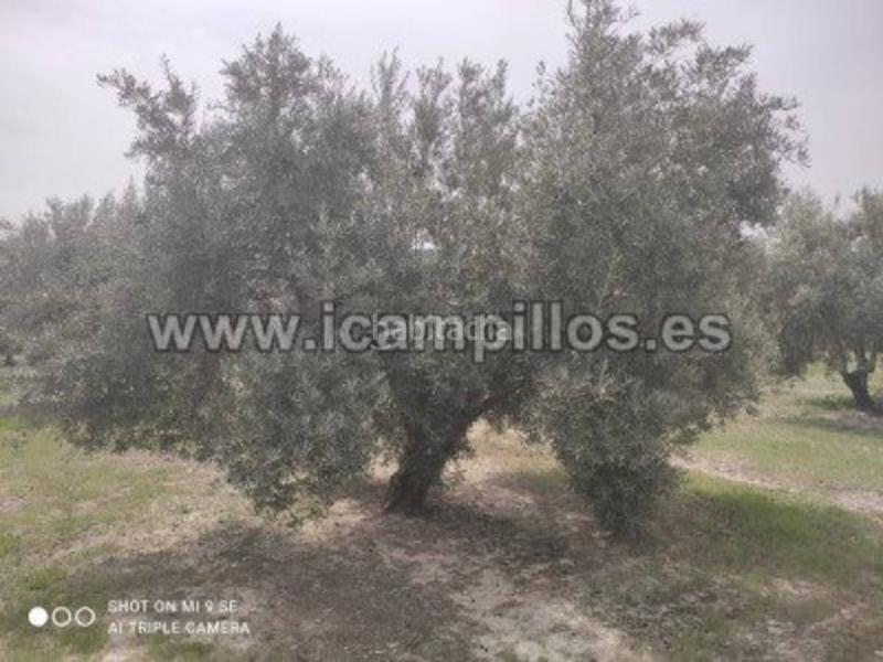 Foto 4a3508ef-a999-466c-a7db-9611710d28e1. Finca rústica olivar marteño 1 pie 17,50 fanegas en Luque