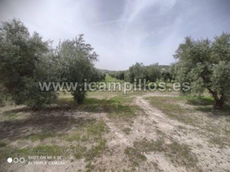 Foto f7266a17-1a31-4589-b124-b1a518df938e. Finca rústica olivar marteño 1 pie 17,50 fanegas en Luque