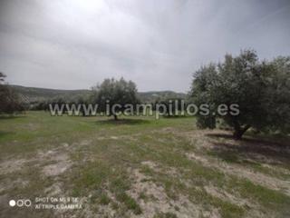 Finca rústica  Termino de luque. Olivar marteño 1 pie 17,50 fanegas