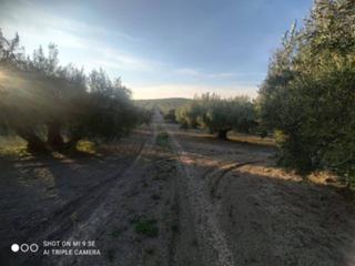 Finca rústica  Termino de doña mencia. 10 fanegas marteños