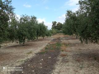 Finca rústica a Espejo. Parcela con pozo nave