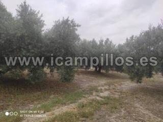 Finca rústica  Termino de luque. 16 fanegas de olivar a pie de carretera