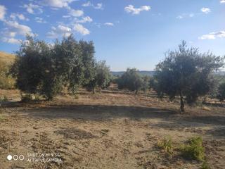 Finca rústica  Termino de nueva carteya. 30 fanegas de olivar lucentino