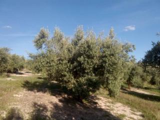 Finca rústica  Termino de baena. 8 fanegas de olivar nuevo en el ruedo de baena