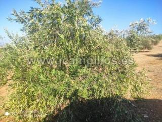 Finca rústica  Termino de cabra. Finca de olivar de 25 fanegas en cabra