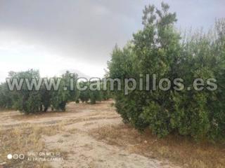 Finca rústica  Termino de baena. 2 fanegas de riego
