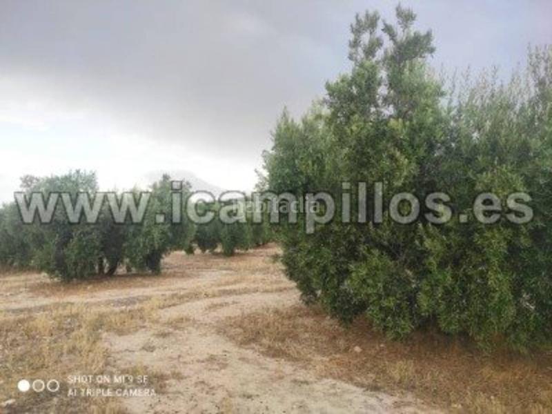 Foto 0a99e0a0-3eca-4c26-a712-00bb56431dd9. Finca rústica 2 fanegas de riego en Luque