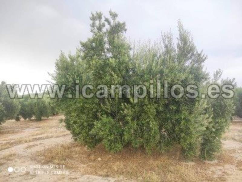 Foto 322f6c38-44fb-4e79-a20a-cd0c4f240bf7. Finca rústica 2 fanegas de riego en Luque