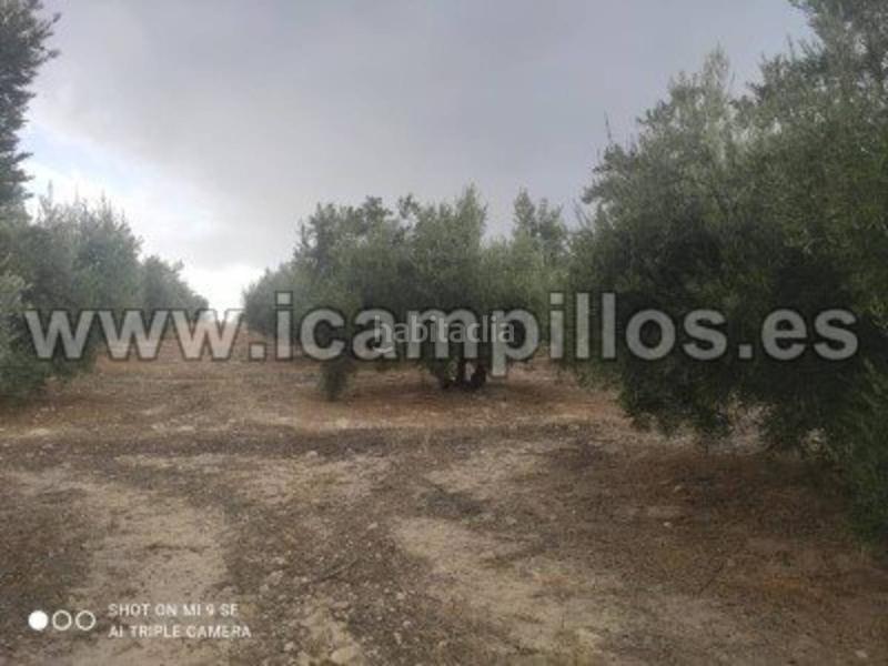 Foto 46692893-3368-44e8-843d-2787b2829c4f. Finca rústica 2 fanegas de riego en Luque