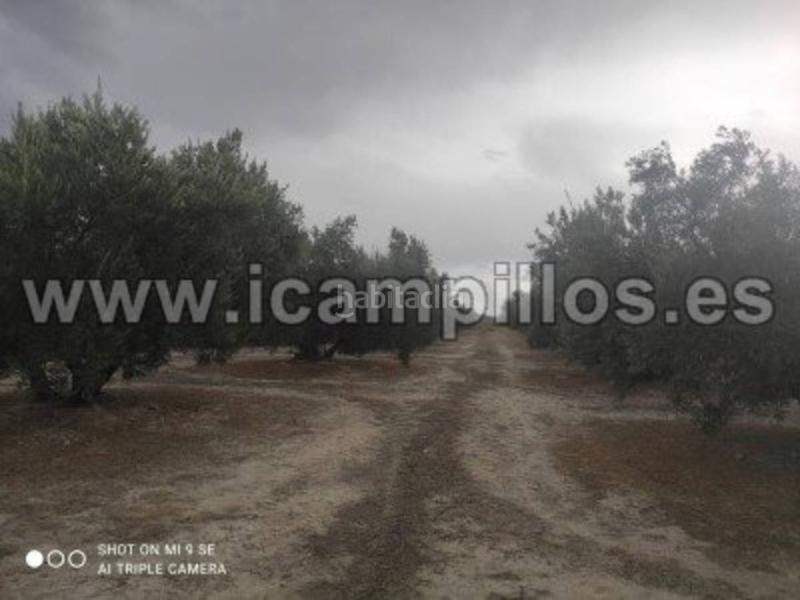 Foto 4d0685c8-7587-48f0-af83-b3b1f581dc7c. Finca rústica 2 fanegas de riego en Luque