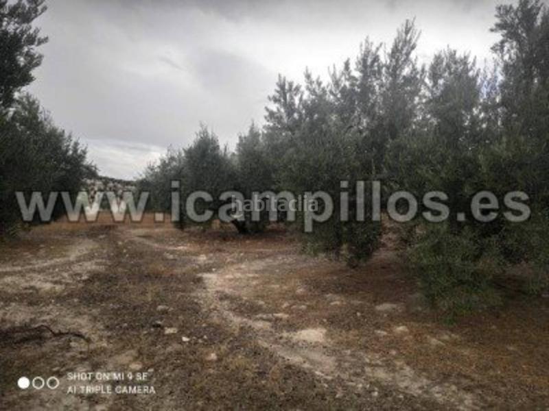 Foto b48a65bd-a739-4e1b-87a3-7e32642db904. Finca rústica 2 fanegas de riego en Luque
