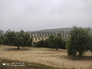 Propriété  Termino de baena. 90 fanegas olivar 1 pie