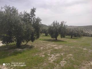 Finca rústica  Termino de baena. Olivar 1 pie riego 100 fanegas