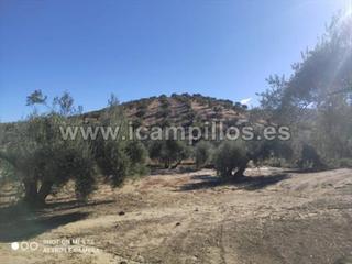 Propriété  Termino de baena. 42 fanegas olivar tradicional
