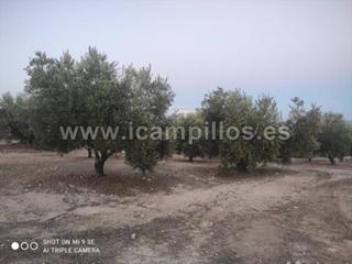 Finca rústica  Termino de nueva carteya. 32,5 fanegas entre baena , nueva carteya y castro del rio