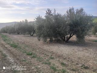Finca rústica  Termino de baena. Olivar marteño de 25 fanegas