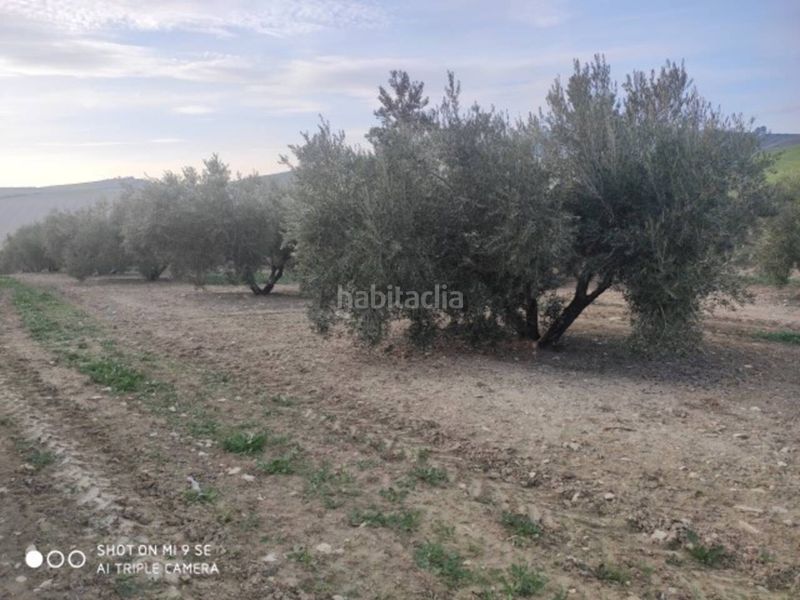 Foto 18a4ee14-5b9e-4245-a8fc-cf54f5dcbfe9. Finca rústica a Baena