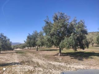 Finca rústica  Termino de baena. Olivar 1 pie terreno frutero