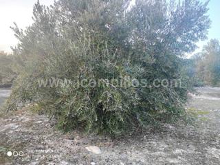 Finca rústica  Termino de nueva carteya. Finca rustica en venta en nueva carteya