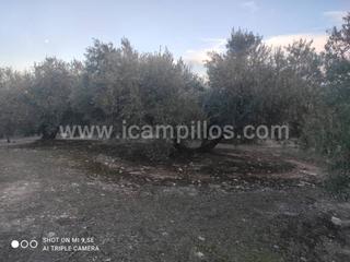 Finca rústica  Termino de nueva carteya. 1 fanega a pie de carretera